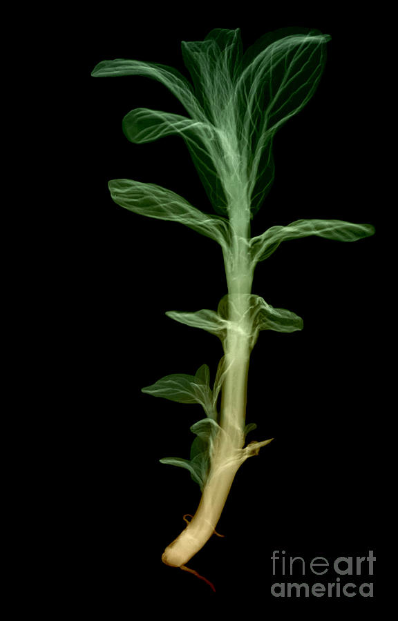 Xray Of Peppermint Plant Photograph by Ted Kinsman