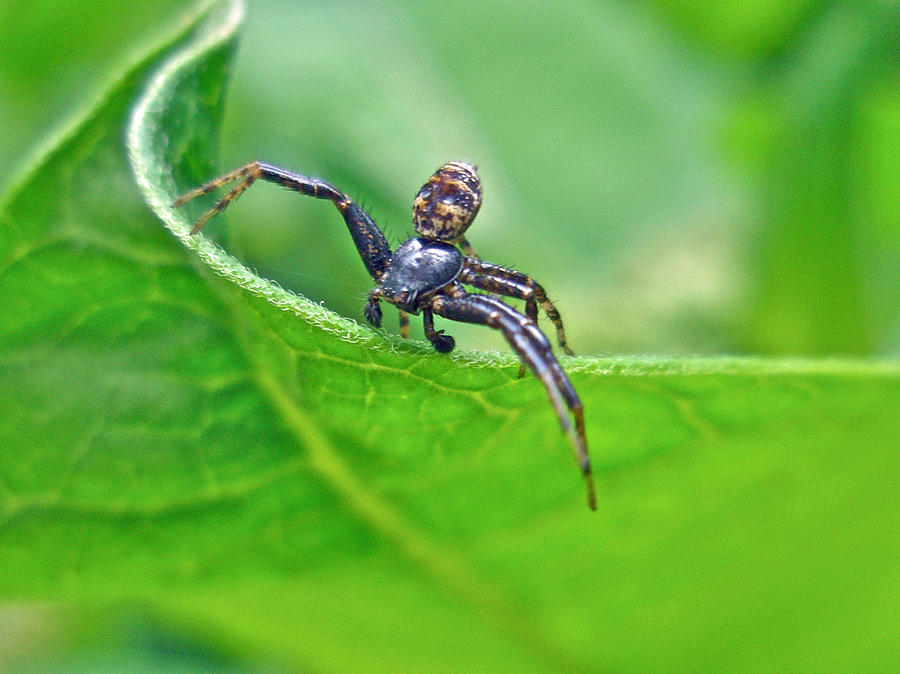 Xysticus Crab Spider - Male Photograph by Carol Senske