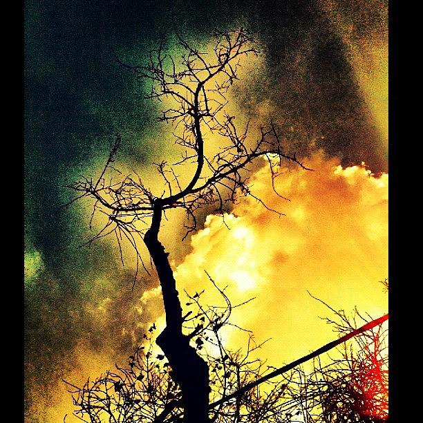 Sunset Photograph - Ya.. I Know.. Tree Branches, Again. 😜 by Beatrice Looi