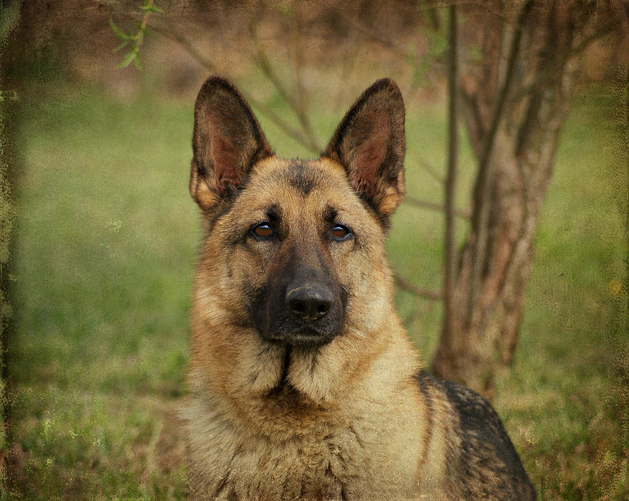 German Shepherd Photograph - Yahtzee - German Shepherd by Sandy Keeton