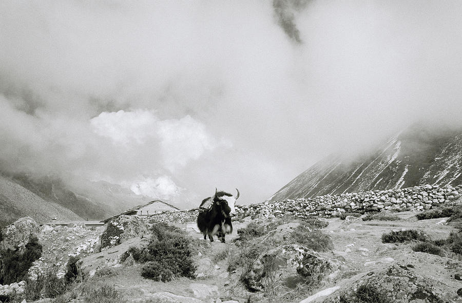 Yak In The Himalaya Photograph by Shaun Higson