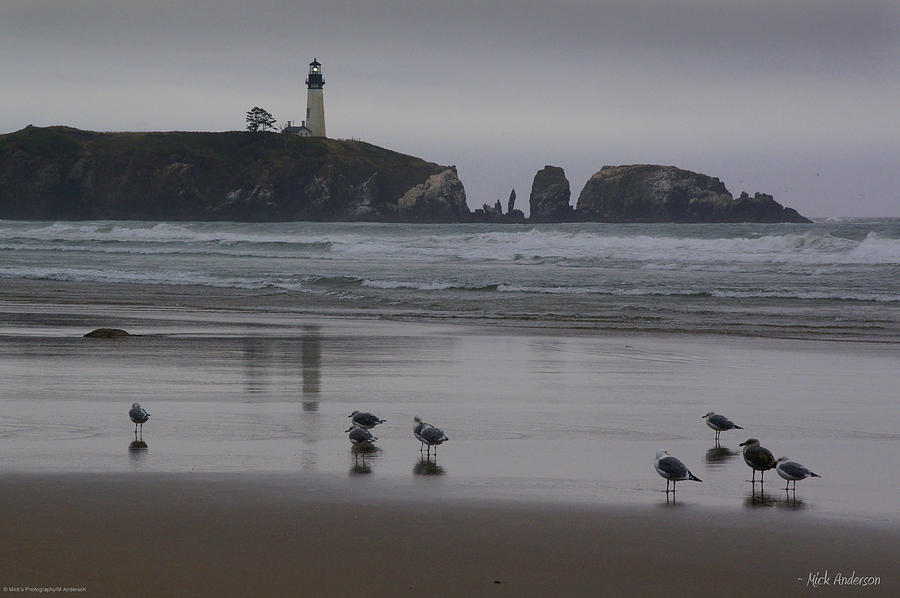 Yaquina Head and Seagulls Photograph by Mick Anderson