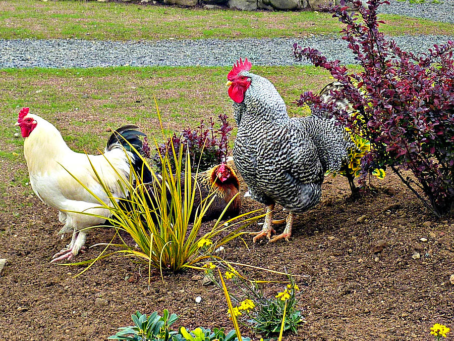 Yard Chickens Photograph by Jo Sheehan