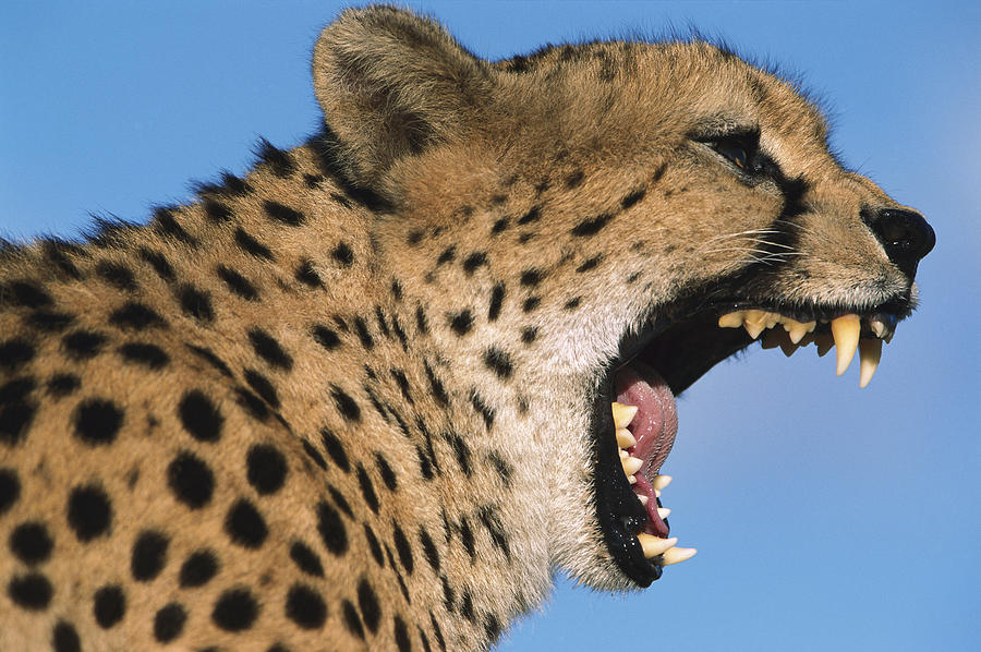 Yawing Cheetah Photograph by Ingo Arndt - Fine Art America