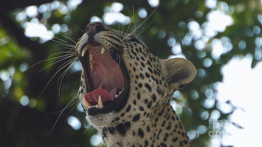 Yawing Leopard Photograph by Mareko Marciniak