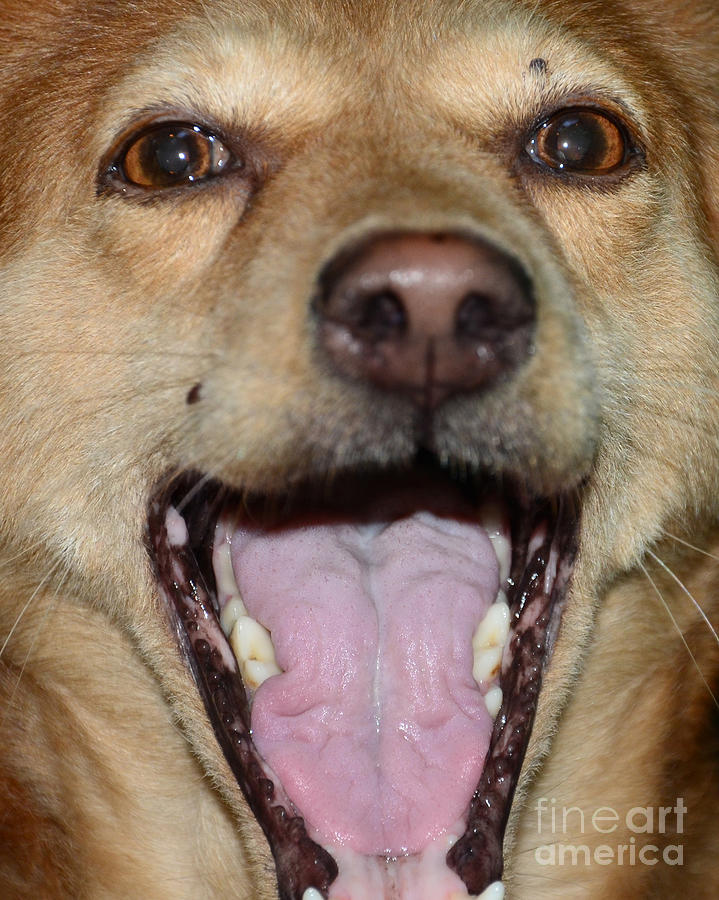 Yawn  Of A Dog Photograph by Jiss Joseph