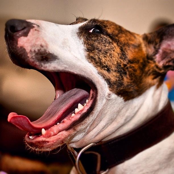Dog Photograph - #yawning #dog #dslr #photography #pet by Jon Swift