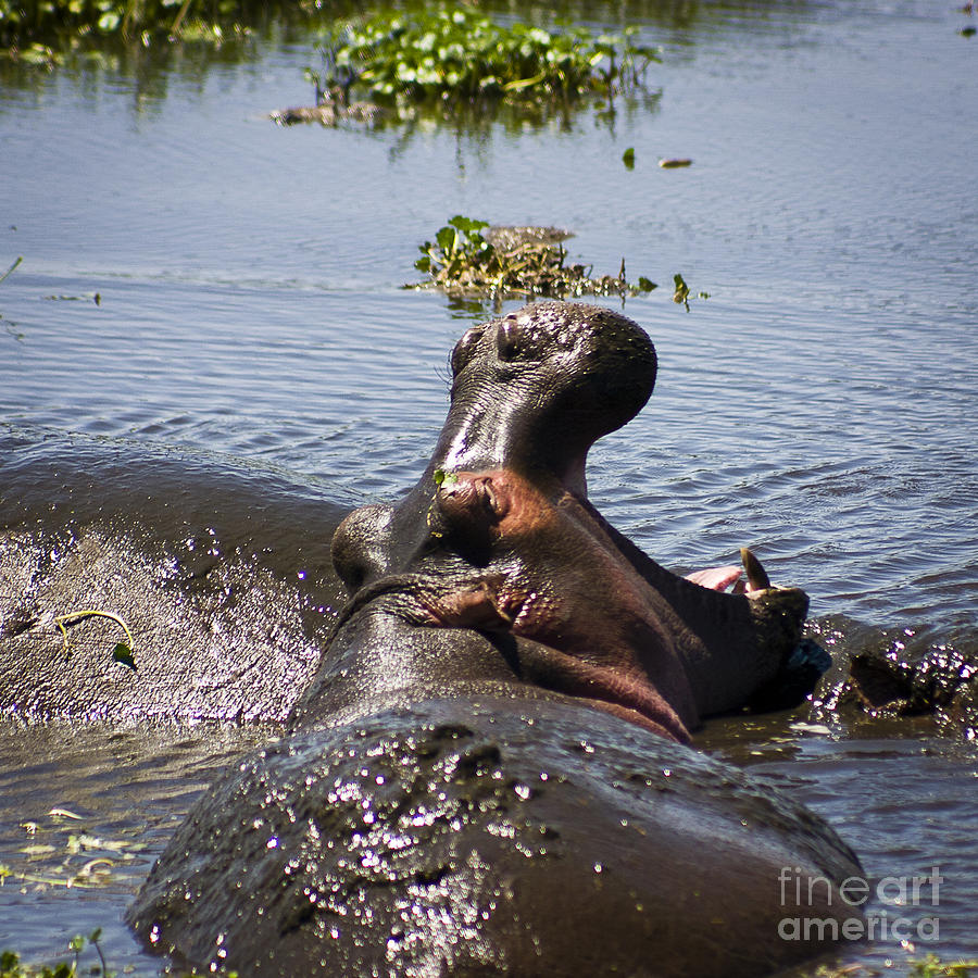 Yawning Hippo Photograph by Darcy Michaelchuk