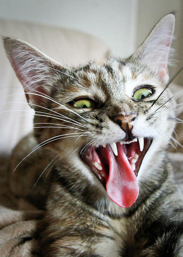 Yawning Kitty Photograph by Dan Dangler - Rochester, NY