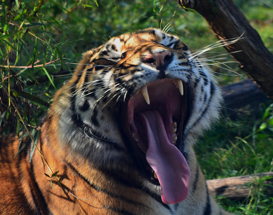 Yawning Tiger Photograph by Maggy Marsh