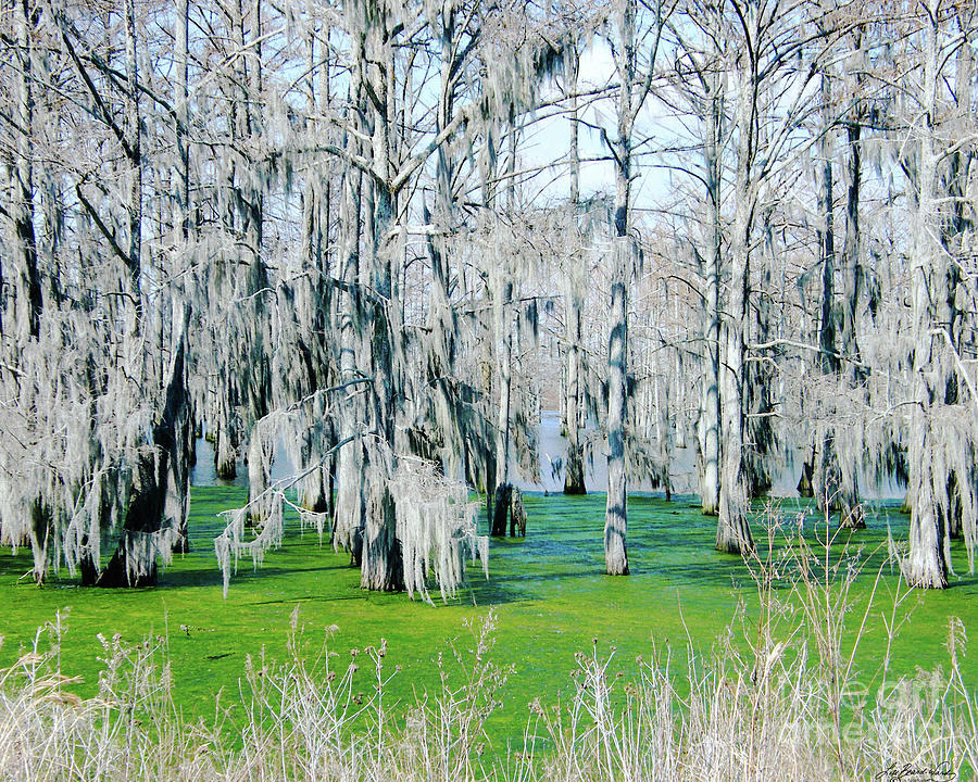 Yazoo Swamp Photograph by Lizi Beard-Ward