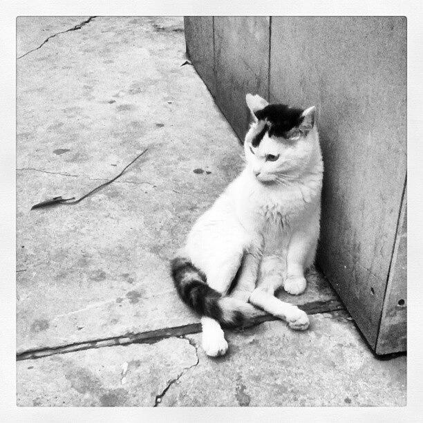 Cool Photograph - Yeah, Im A Street Cat. Yeah, Im The by AJ Don