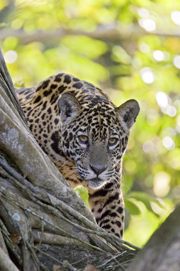 Year Old Jaguar Cub Cuiaba River Brazil Photograph by Suzi Eszterhas