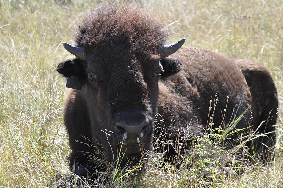 Big-Haired Yearling Buffalo Photograph by Robert Habermehl