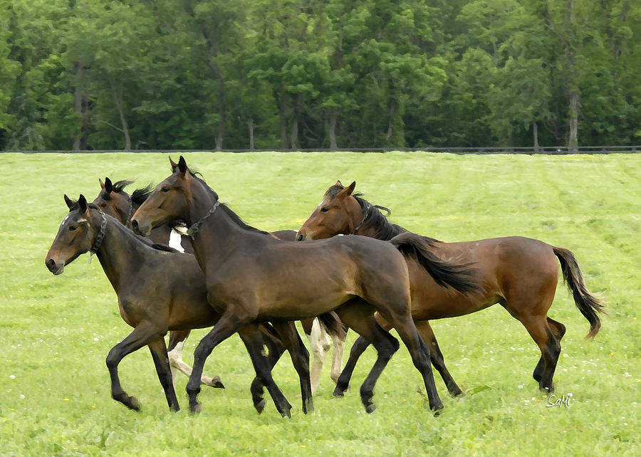 Yearlings on the run Photograph by Sami Martin