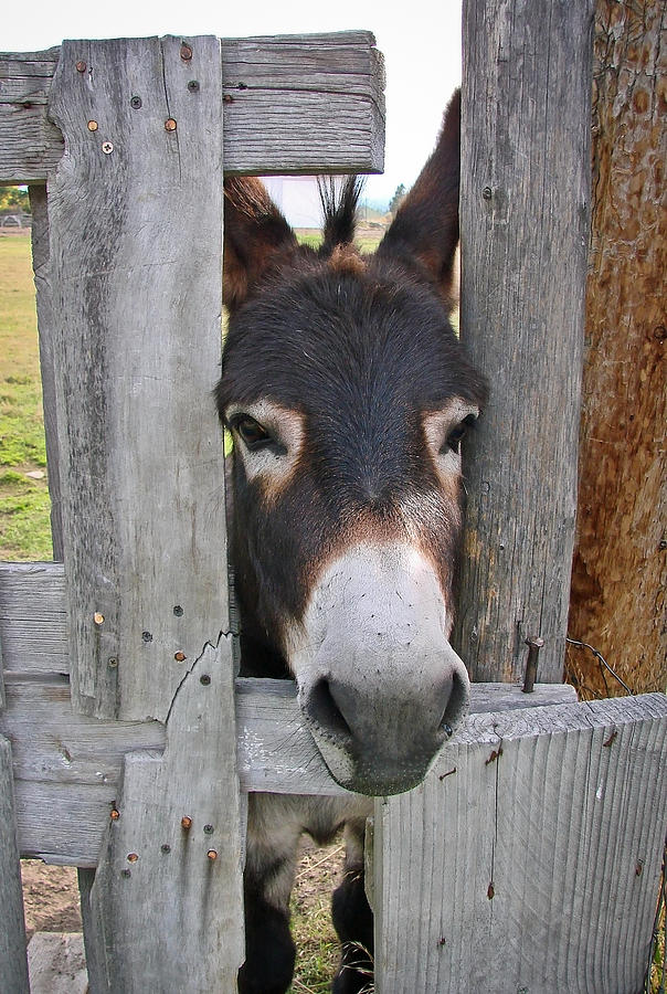 Donkey Photograph - Yee Haw by Athena Mckinzie