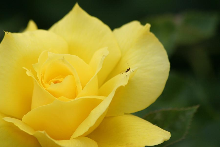 Rose Photograph - Yello Rose by Scott Brown