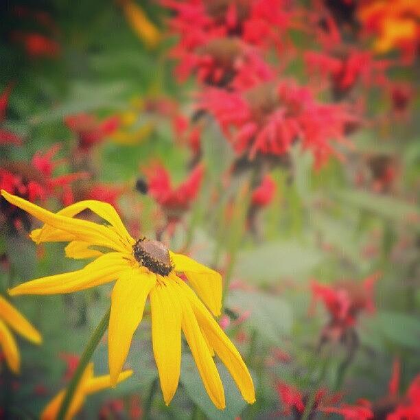 Summer Photograph - #yellow & #red ... #flowers #garden by Linandara Linandara