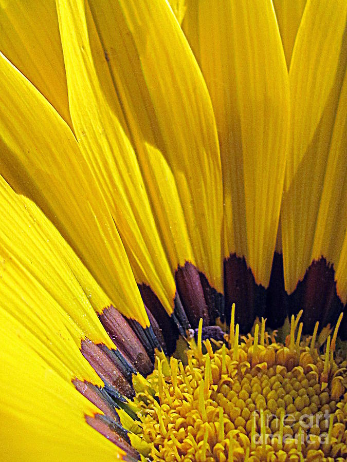 Flower Photograph - Yellow-2 by Irina Hays