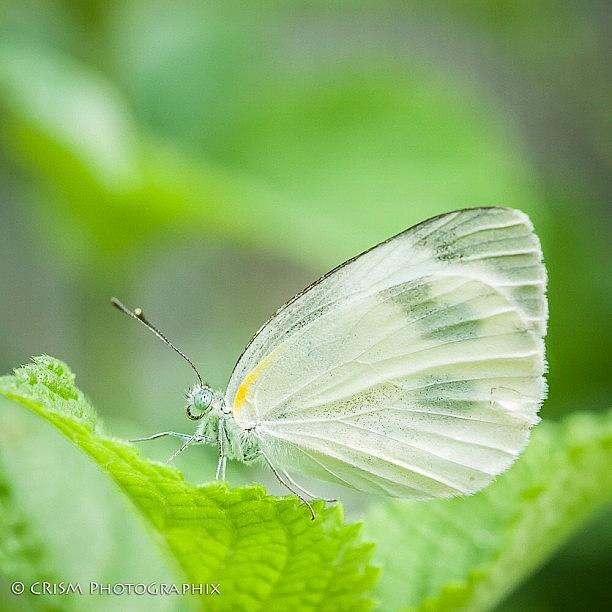 Butterfly Photograph - Yellow Accent by Cris Manuzon