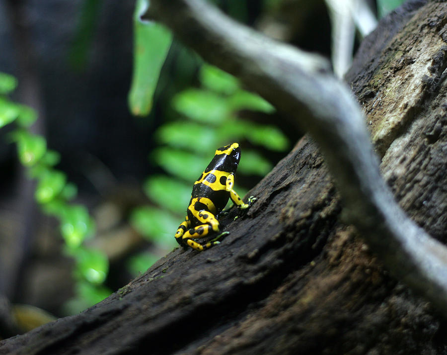 Yellow and Black Frog  Photograph by Abiy Azene