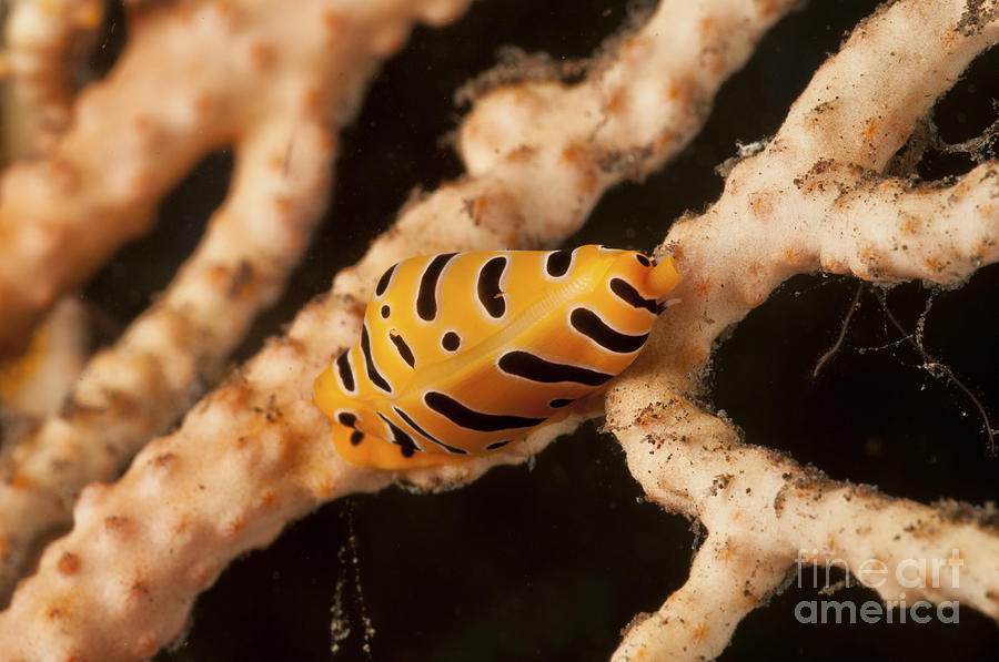 Nature Photograph - Yellow And Black Striped Tiger Cowrie by Mathieu Meur
