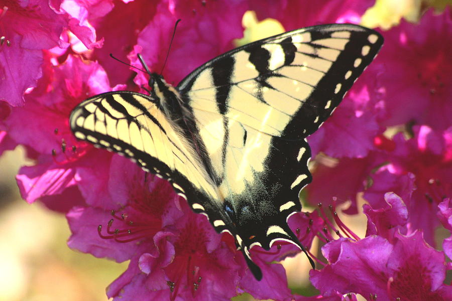 Yellow and Black Swallowtail in Azalea Photograph by Christopher J Kirby