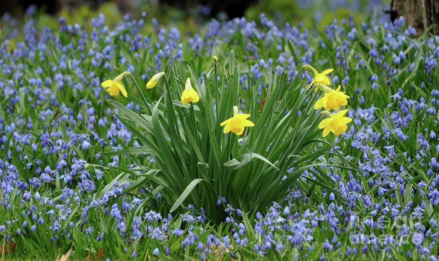 Yellow and Blue Flowers Photograph by Ronald Grogan