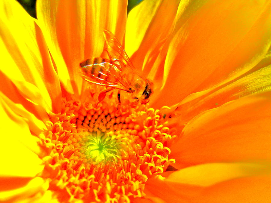 Yellow And Orange Bee Photograph by John King I I I