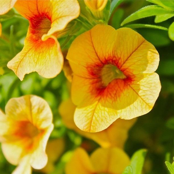 Flower Photograph - Yellow And Orange Flowers by Justin Connor