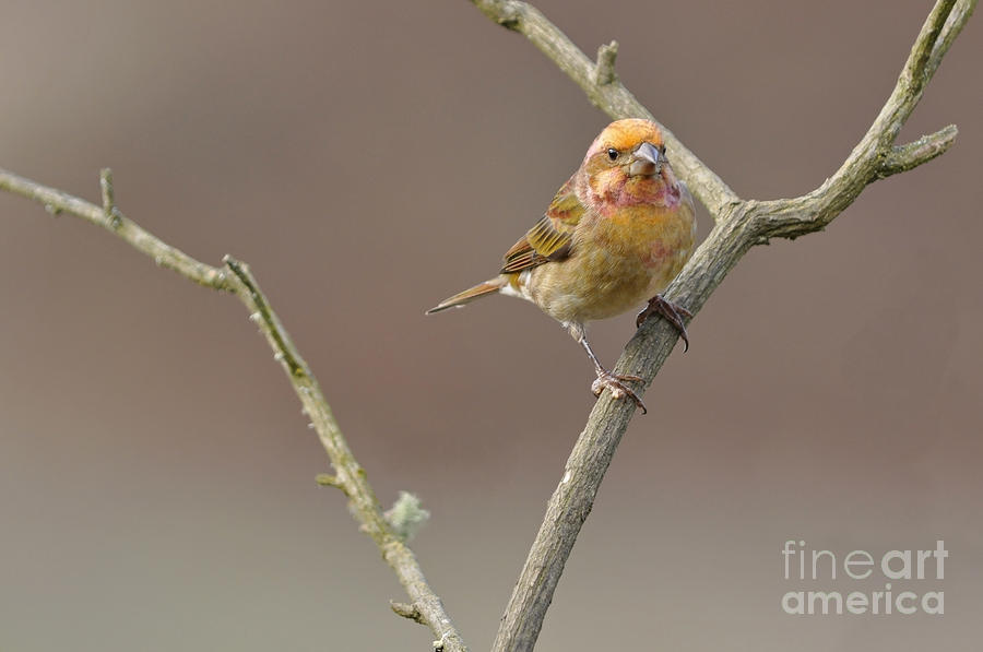 Yellow and Orange Purple Finch Photograph by Laura Mountainspring