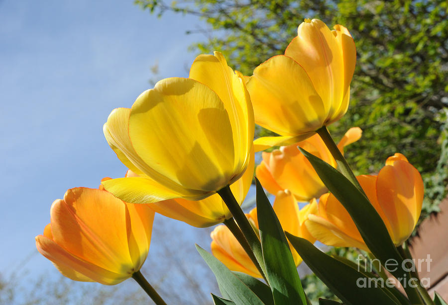 Yellow and Orange Spring Tulips Photograph by Gary Whitton