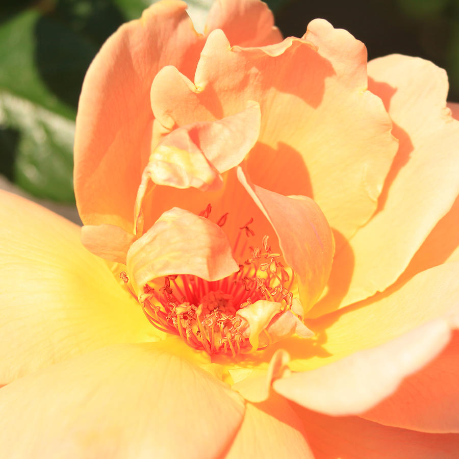 Yellow and Peach Rose Photograph by Donna Corless