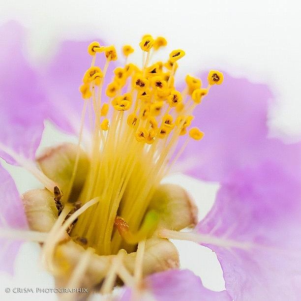 Yellow And Purple Photograph by Cris Manuzon