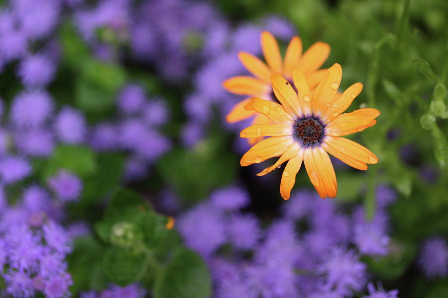 Flower Photograph - Yellow and Purple by Rick Berk