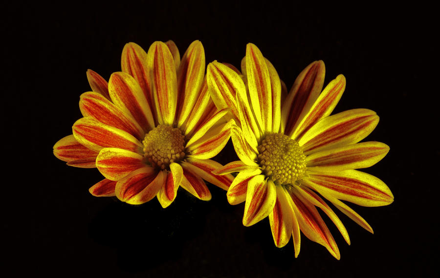 Yellow and Red Daisies. Photograph by Chris  Kusik