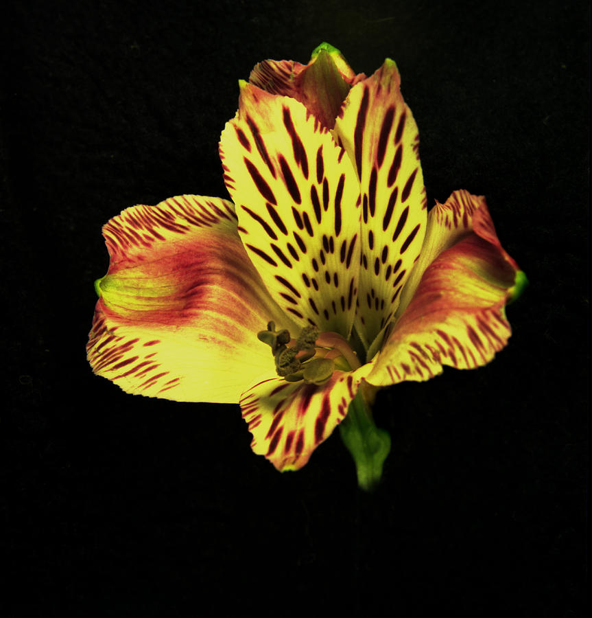 Yellow and Red Peruvian Lily. Photograph by Chris  Kusik