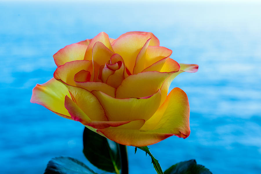 Yellow and Red Rose Photograph by Keith Allen