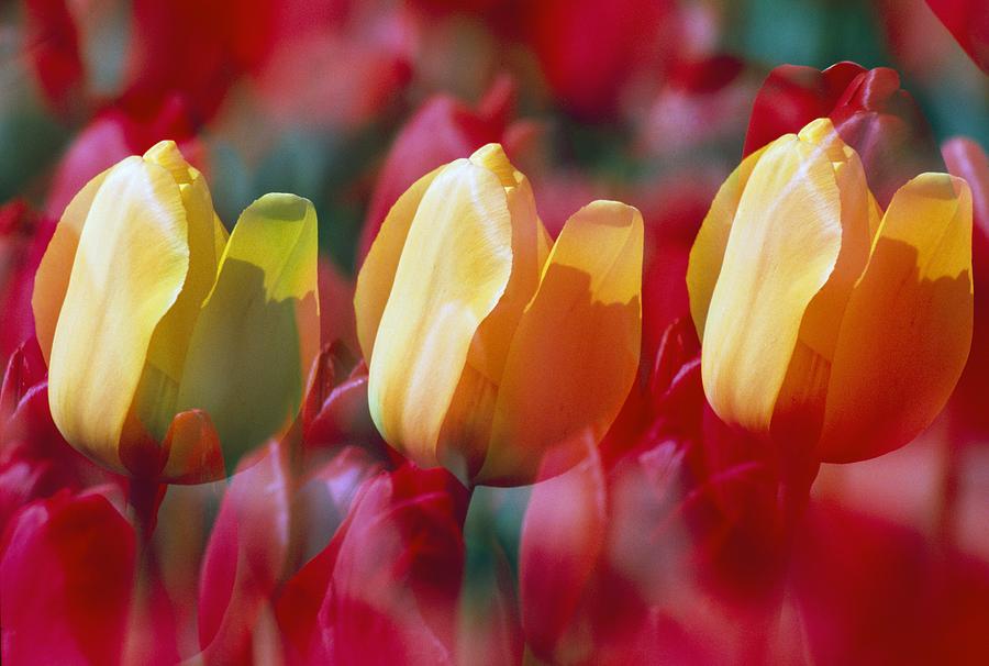 Tulip Photograph - Yellow And Red Tulip Blooms by Natural Selection Craig Tuttle
