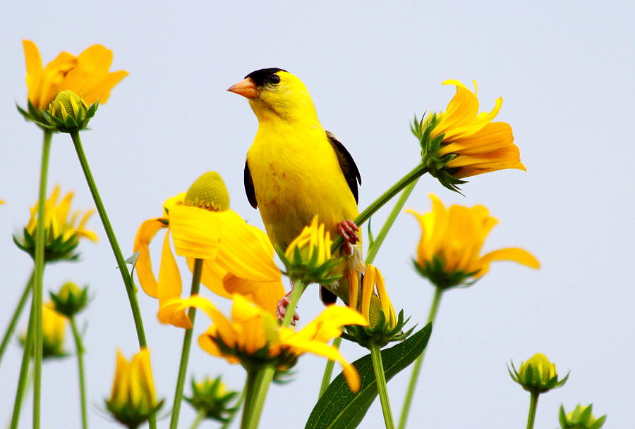 Nature Photograph - Yellow and Yellow by Philip Neelamegam