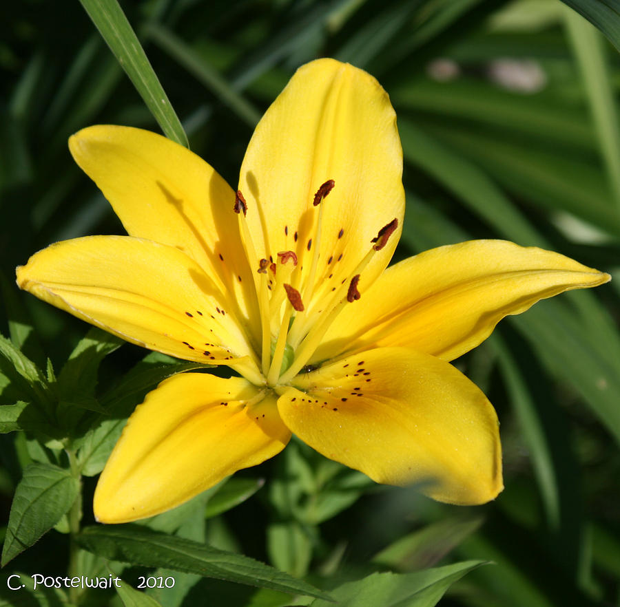 Yellow Asiatic Lily by Carolyn Postelwait