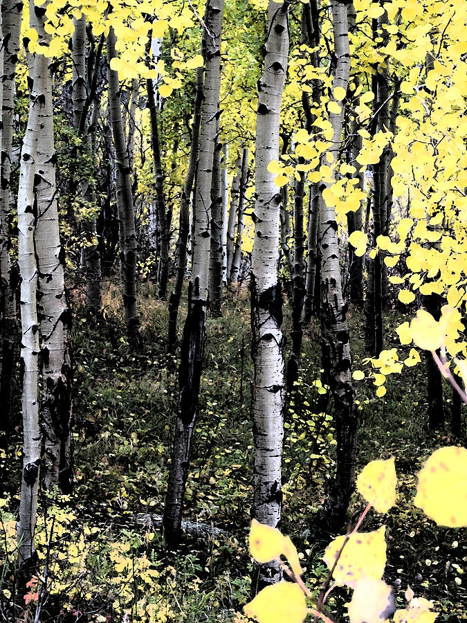 Aspens Digital Art - Yellow Aspens by Bill Kennedy Aspens Digital Art - Yellow Aspens by Bill Kennedy