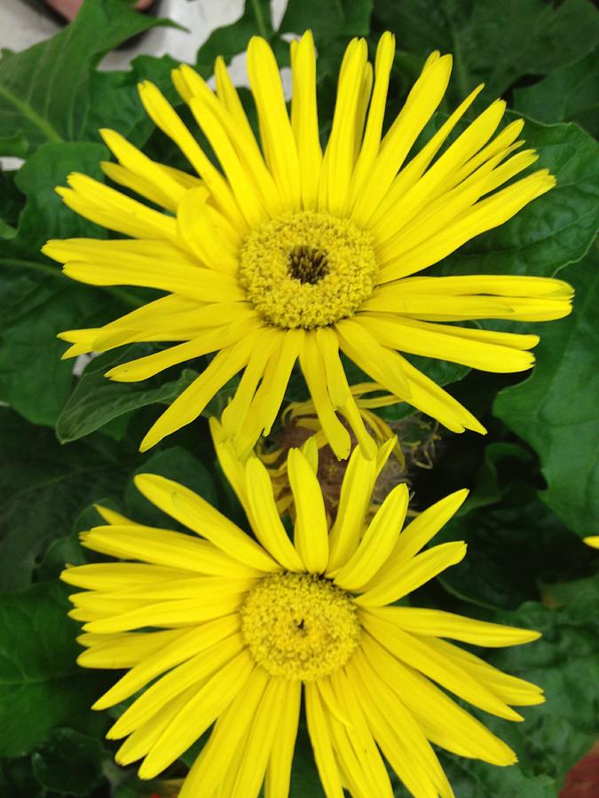 Flowers Still Life Photograph - Yellow Aster by Rhonda Humphreys