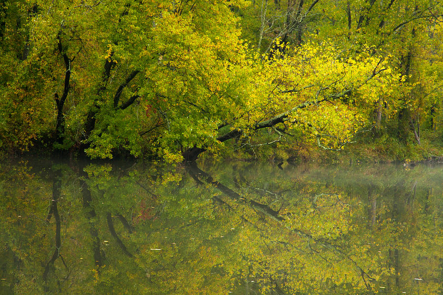 Yellow Autumn Photograph by Karol Livote