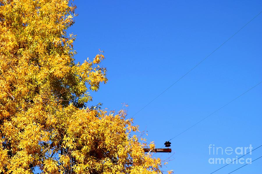 Yellow Autumn Tree Photograph by Henrik Lehnerer