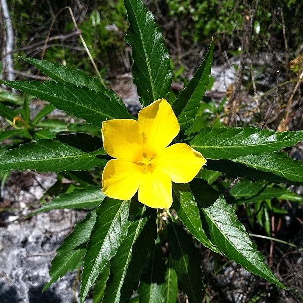 Nature Photograph - Yellow Bahamian Flower by Derek M