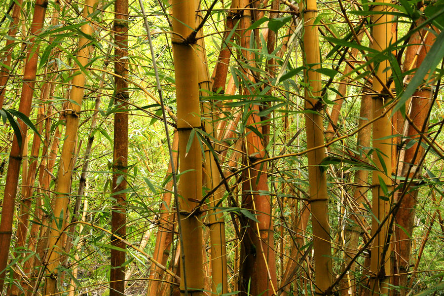 Yellow Bamboo Photograph - Yellow Bamboo by Jennifer Bright Burr