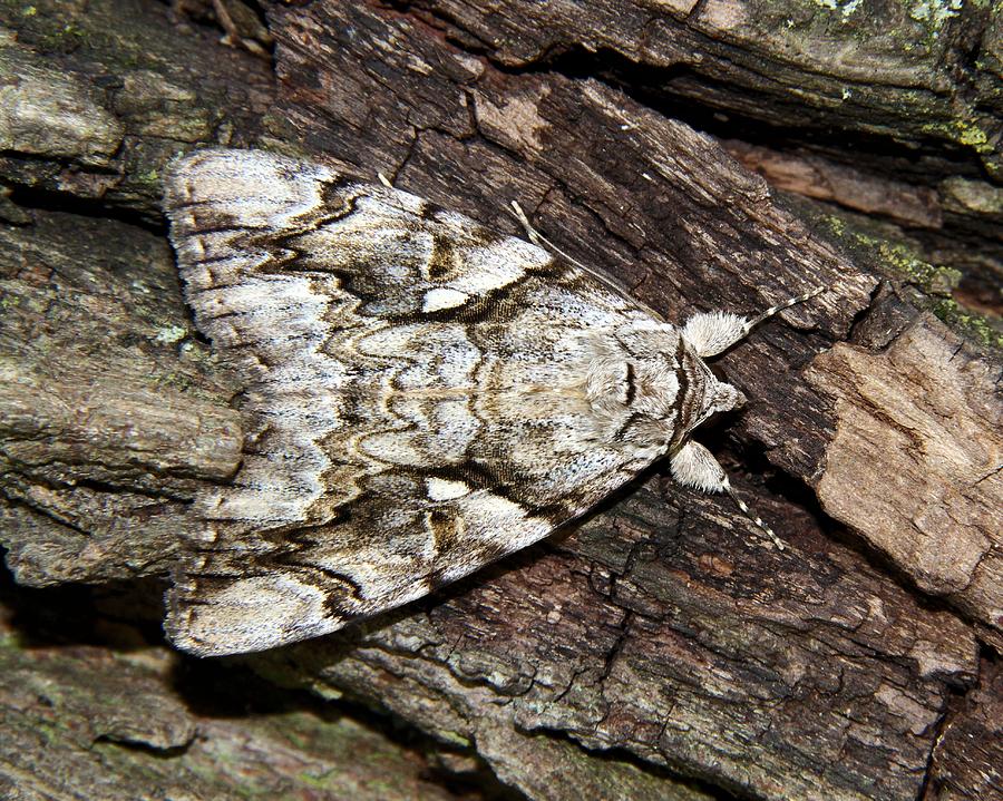 Yellow-banded Underwing Moth Photograph by Doris Potter