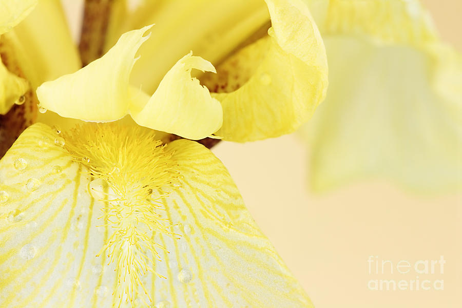 Yellow Bearded Iris Photograph by Stephanie Frey