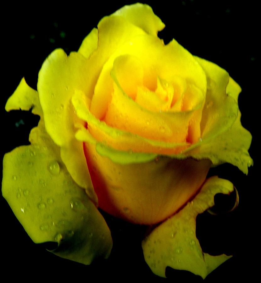 Yellow Beauty Photograph by Kim Galluzzo Wozniak